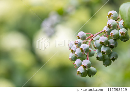Unripe Blueberry Cluster on Branch Unripe Blueberry Cluster on Branch 115598529