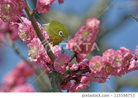 Japanese white-eye with red plum blossoms in full bloom (spring image) 115598753