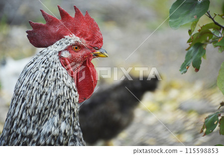 rooster with a large red comb, owner of the chicken coop rooster with a large red comb, owner of the chicken coop 115598853