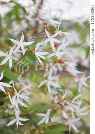 White flowers of spiracles 115598865