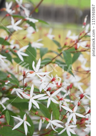 White flowers of spiracles 115598867