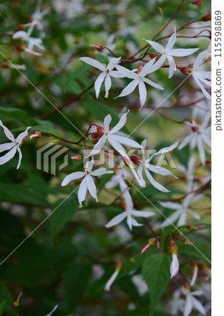 White flowers of spiracles White flowers of spiracles 115598869