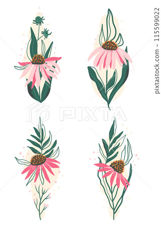 Coneflower with leaves composition set. Pink flowers isolated on white background. Echinacea Purpurea wildlower. Vector hand drawn flat illustration. Coneflower with leaves composition set. Pink flowers isolated on white background. Echinacea Purpurea wildlower. Vector hand drawn flat illustration. 115599022