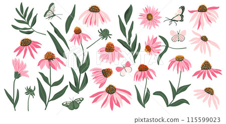 Coneflower purple set isolated on white background. Echinacea Purpurea wild flowers collection. Vector hand drawn flat illustration. 115599023