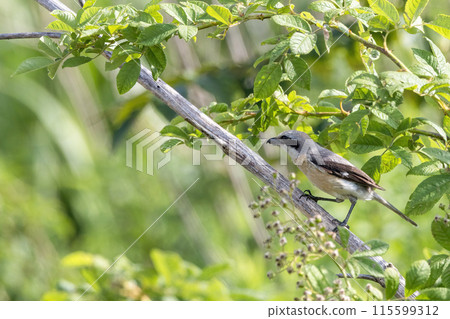 灰色魔族棲息在樹枝上 115599312