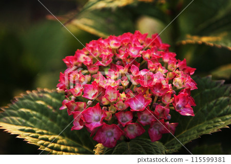 繡球花在晚上 繡球花在晚上 115599381