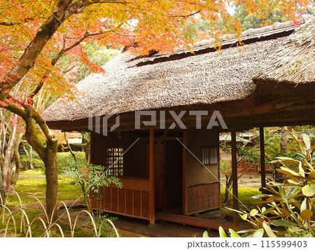 Autumn leaves Japanese garden Autumn leaves Japanese garden 115599403