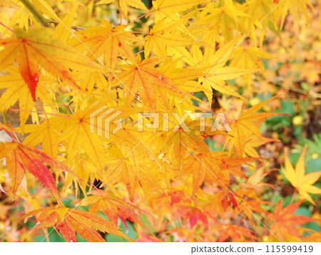 Autumn leaves scenery 115599419