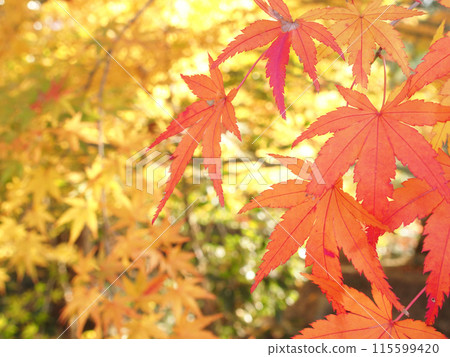 Autumn leaves scenery 115599420
