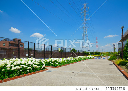 安娜貝爾,白繡球花,繡球花,宮前公園 安娜貝爾,白繡球花,繡球花,宮前公園 115599718