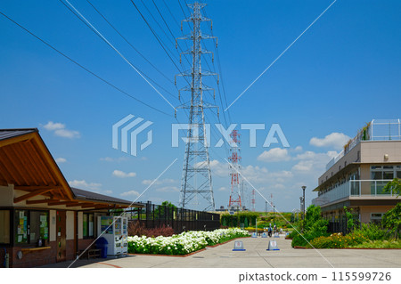 Miyamae Park Management Office and white Annabelle hydrangeas 115599726