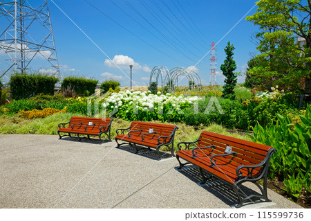 Bench and Annabelle Hydrangea in Miyamae Park 115599736