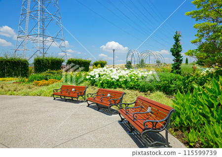 Bench and Annabelle Hydrangea Garden in Miyamae Park 115599739