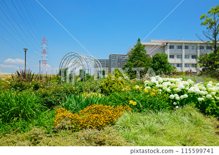 Annabelle Ornamental Grass Garden Miyamae Park 115599741