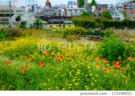 Dyer's Chamomile Ornamental Grass Garden Miyamae Park 115599952