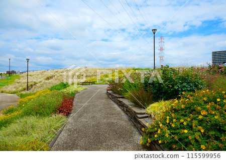 Ornamental Grass Garden Miyamae Park 115599956