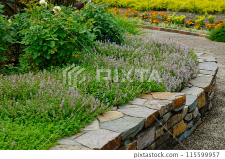 Creeping Thyme Ornamental Grass Garden Miyamae Park Creeping Thyme Ornamental Grass Garden Miyamae Park 115599957
