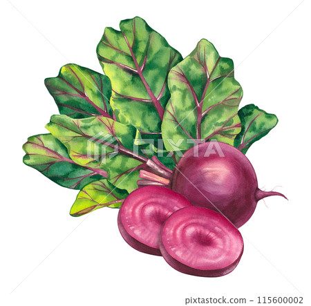 Beetroot isolated hand drawn for print and design Beetroot isolated hand drawn for print and design 115600002