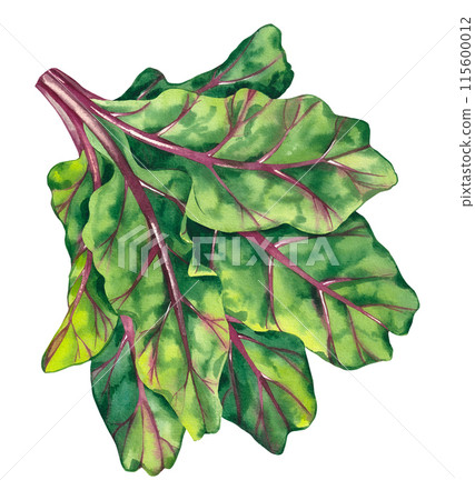 Watercolor beet leaves on a white background Watercolor beet leaves on a white background 115600012