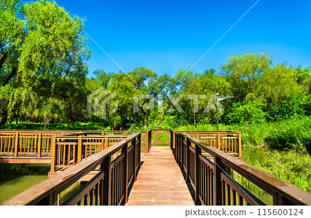 Yeouido Saetgang Ecological Park in the center of Seoul, South Korea 115600124