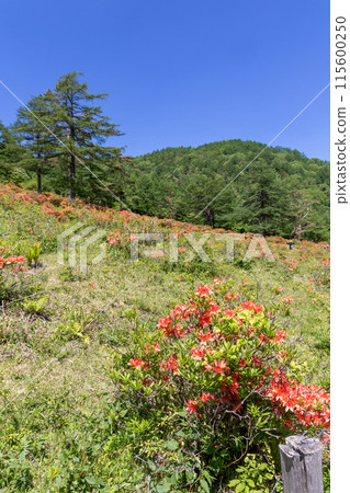湯之丸蓮華杜鵑花社區 湯之丸高原 115600250
