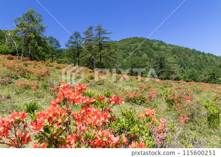 湯之丸蓮華杜鵑花社區 湯之丸高原 115600251