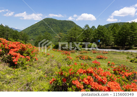 Yu no Maru高原的遠古杜鵑花 115600349