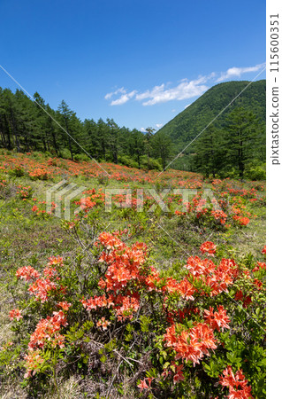 Yu no Maru高原的遠古杜鵑花 115600351