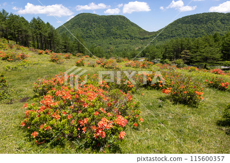 Ranged azalea of Yu no Maru plateau 115600357