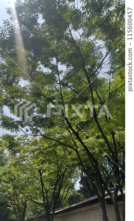 Trees and sunshine text to Deoksugung Stone Wall Road Trees and sunshine text to Deoksugung Stone Wall Road 115600457