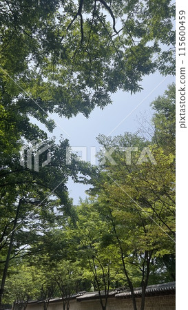 Trees text to Deoksugung Stone Wall Road 115600459