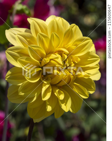 Yellow dahlia blooming in a botanical garden Yellow dahlia blooming in a botanical garden 115600647