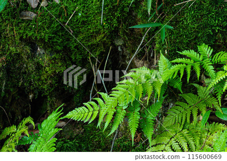 森林中蕨類植物和苔蘚的特寫 森林中蕨類植物和苔蘚的特寫 115600669