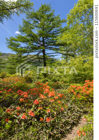初夏湯之丸高原杜鵑平蓮華杜鵑 初夏湯之丸高原杜鵑平蓮華杜鵑 115600691