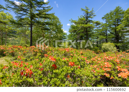初夏湯之丸高原杜鵑平蓮華杜鵑 115600692