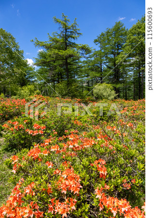 Early summer at Yunomaru Highlands, Tsutsujidaira, Renge Azalea Early summer at Yunomaru Highlands, Tsutsujidaira, Renge Azalea 115600693