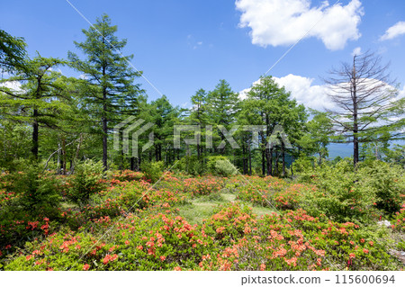 Early summer at Yunomaru Highlands, Tsutsujidaira, Renge Azalea 115600694