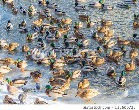 Flock of ducks playing and floating on winter ice frozen city park pond. Birds in winter gulls, ducks swim in a partly frozen lake Flock of ducks playing and floating on winter ice frozen city park pond. Birds in winter gulls, ducks swim in a partly frozen lake 115600723
