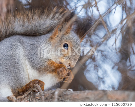 The squirrel with nut sits on tree in the winter or late autumn 115600729