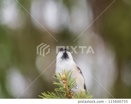 Cute bird the willow tit, song bird sitting on the fir branch 115600735