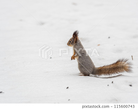 The squirrel funny standing on its hind legs on the white snow The squirrel funny standing on its hind legs on the white snow 115600743