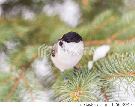 Cute bird the willow tit, song bird sitting on the fir branch 115600749