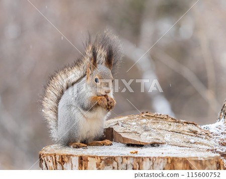 A squirrel sits on a stump and eats nuts in autumn. A squirrel sits on a stump and eats nuts in autumn. 115600752
