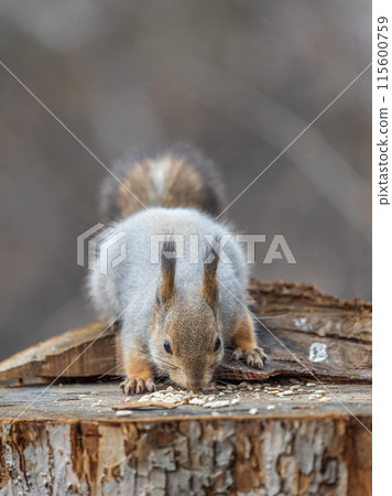 A squirrel sits on a stump and eats nuts in autumn. A squirrel sits on a stump and eats nuts in autumn. 115600759