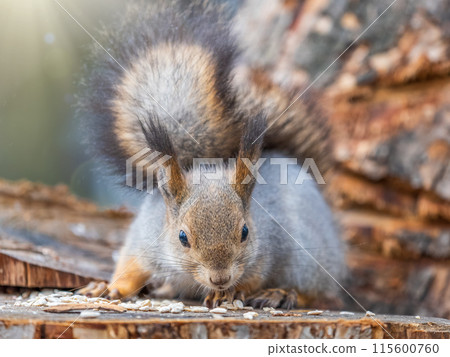 A squirrel sits on a stump and eats nuts in autumn. A squirrel sits on a stump and eats nuts in autumn. 115600760