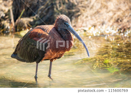The glossy ibis, latin name Plegadis falcinellus, searching for food in the shallow lagoon. The glossy ibis, latin name Plegadis falcinellus, searching for food in the shallow lagoon. 115600769