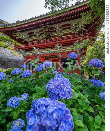 Hydrangeas in full bloom at Amabiki Kannon Temple, Sakuragawa City, Ibaraki Prefecture Hydrangeas in full bloom at Amabiki Kannon Temple, Sakuragawa City, Ibaraki Prefecture 115600832