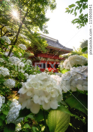 茨城縣櫻川市雨引觀音盛開的繡球花 115600841
