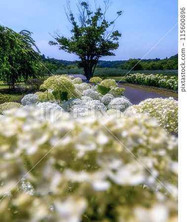 Early summer: hydrangeas in full bloom 115600896
