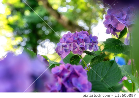 Early summer: hydrangeas in full bloom 115600897